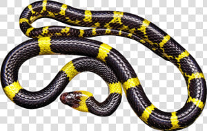 Yellow And Black Snake Clip Arts   Black And Yellow Milk Snake  HD Png Download