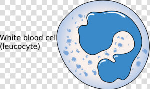 Transparent Blood Cells Png   Simple White Blood Cell Diagram  Png Download