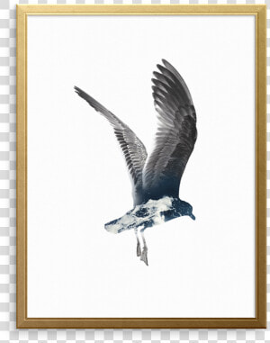 Set Sail Wall Art Print   Great Black backed Gull  HD Png Download