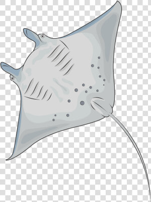 Manta Ray  HD Png Download