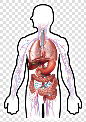 Digestive System Clipart Hd  Hd Png Download   Png   Digestive System Hd Transparent  Png Download