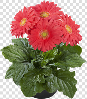 Barberton Daisy  HD Png Download