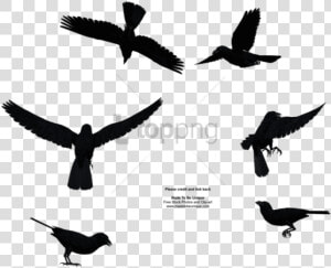 Free Png Download Bird Flying From Above Png Images   Bird Flying From Above  Transparent Png