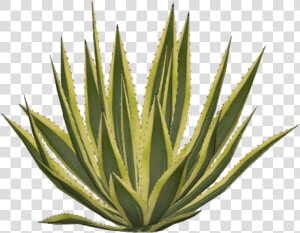 Agave Png  Transparent Png