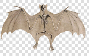 Bat Skeleton   Transparent Background Upside Down Bat Clipart  HD Png Download