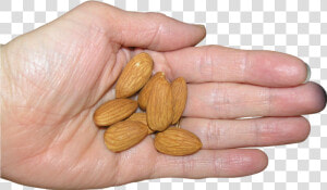 Almonds In Palm Png Image   Almond  Transparent Png