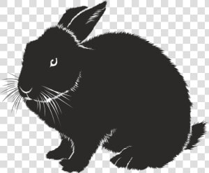 Coelho  Silhueta  Preto  Forma Isolada  Animal  Sombra   Rabbit Eye Silhouette  HD Png Download