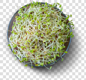 Alfalfa High Protein Vegetables  HD Png Download