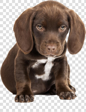 Cute Puppies Free Pictures   Cute Sad Puppy Png  Transparent Png