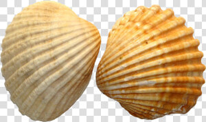 Seashell Royal Dutch Shell Clip Art   Seashell Png  Transparent Png