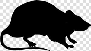 Laboratory Rat Silhouette Black Rat Clip Art   Rat Silhouette  HD Png Download