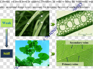 Plant Pathology  HD Png Download