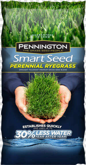 Pennington Tall Fescue Bluegrass  HD Png Download