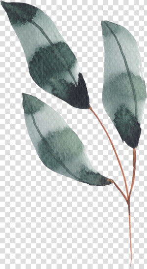 Hand Painted Dark Green Leaves Watercolor Transparent   Watercolor Dark Green Leaves  HD Png Download