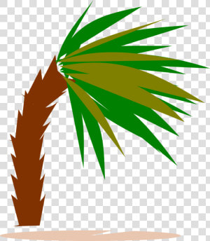 Plant leaf arecales   Palm Trees  HD Png Download