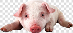 Physically Impossible For Pigs To Look Up Into The  HD Png Download