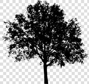 Tree Shadow Png   Silhouette Tree Vector Png  Transparent Png