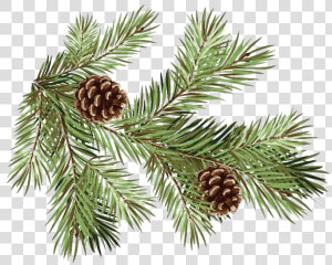 Pine Branch Transparent Background   Pine Branches With Pine Cones  HD Png Download