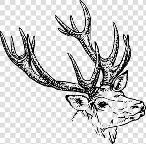 Jelen Kova Glava Openclipart   Stag Head Drawing  HD Png Download