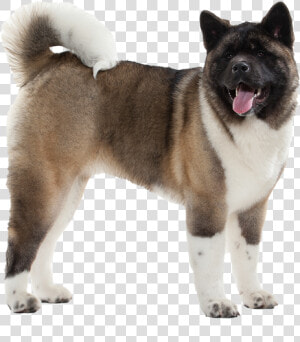 Akita Transparent  HD Png Download