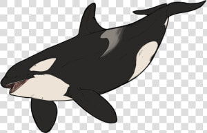 Killer Whale Dolphin Wildlife Animal   Animated Killer Whale  HD Png Download