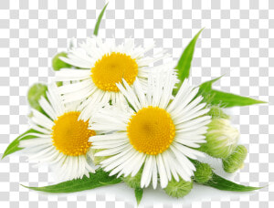 Chamomile Hd Png   Camomila Romana  Transparent Png