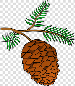 How To Draw Pinecone   Pine Cone Drawing Easy  HD Png Download