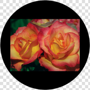 Apollo D   Antonakos   Amber Rose   Csds 8025   Garden Roses  HD Png Download