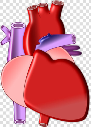 Heart  Biology  Organ  Medical  Health  Body   Heart Radical In Chinese  HD Png Download