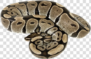 Boa Constrictor Png  Transparent Png