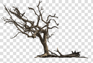 Tree  Aesthetic  Nature  Isolated  Gnarled  Branches   Dead Tree Png  Transparent Png