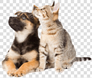 Dog And Cat Png   Png Download   Importance Of Pet Vaccines  Transparent Png