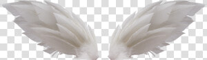 White Wings Png   Крылья Для Фотошопа  Transparent Png