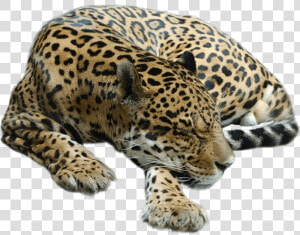 Cheetah Sleeping   Sleeping Cheetah Png  Transparent Png