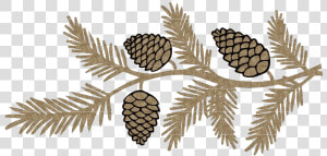 Pinecone Png Photo  Transparent Png