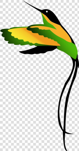 Jamaican National Bird Clipart Drawing   Drawing Jamaican National Bird  HD Png Download