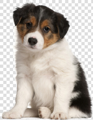 Sad Puppy Png   Big Will My Puppy Get  Transparent Png