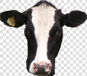 Cow Transparent Real   Cow Head Transparent Background  HD Png Download