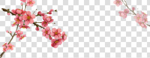 South Korea Flower Illustration   Korean Cherry Blossom Drawing  HD Png Download