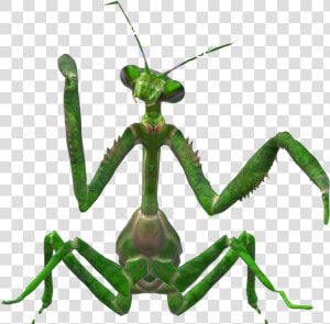 Mantidae  HD Png Download