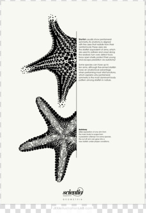 Estrella De Mar Ilustracion Cientifica  HD Png Download