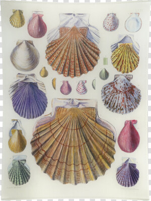 Scallop Png  Transparent Png