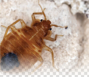 Bed Bug Supplement   Does A Bed Bug Look Like  HD Png Download