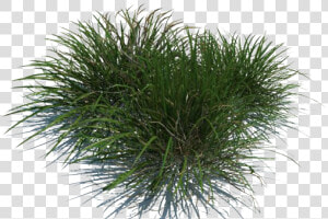 Grass Png By Gareng   Sweet Grass  Transparent Png