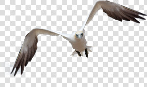 Bird Flight By Queenphotoshop On Clipart Library   Burung Untuk Photoshop  HD Png Download