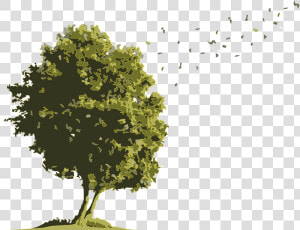 No Buses For Arbol Acuarela   Arboles De Media Altura  HD Png Download