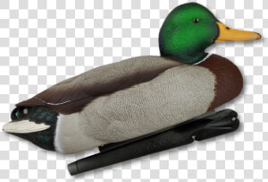 Image Of Avian X Foam Filled Topflight Fusion Mallard   Mallard  HD Png Download