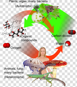 Auto and Heterotrophs   Plant And Animal Immune System  HD Png Download