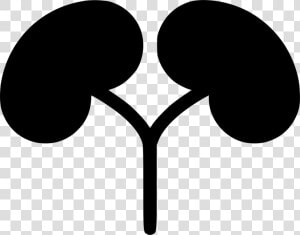 Kidneys   Illustration  HD Png Download