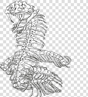 752 X 1063   Snake Skeleton Line Drawings  HD Png Download